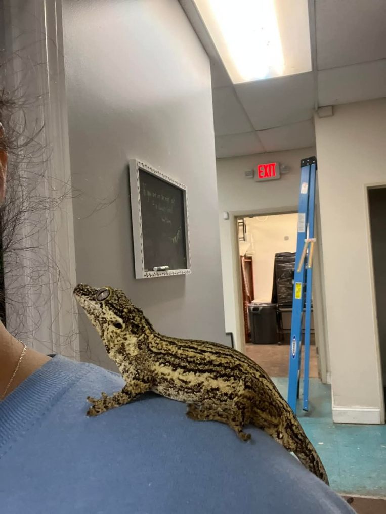 Sondra’s City Zoo - Photo 3