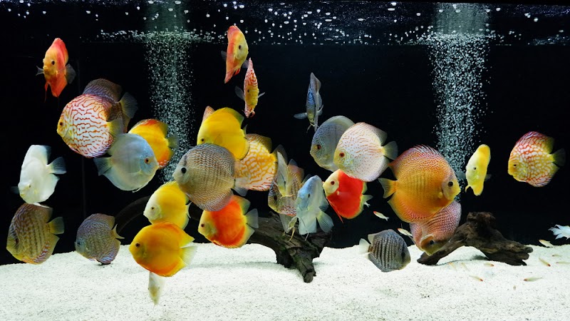 The iFISH Store - Photo 2