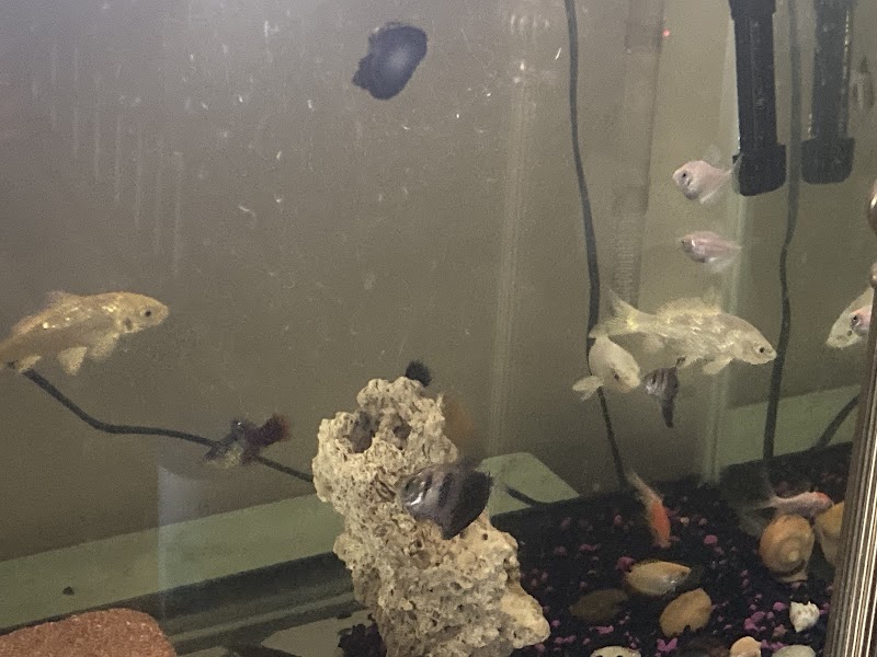 The iFISH Store - Photo 3