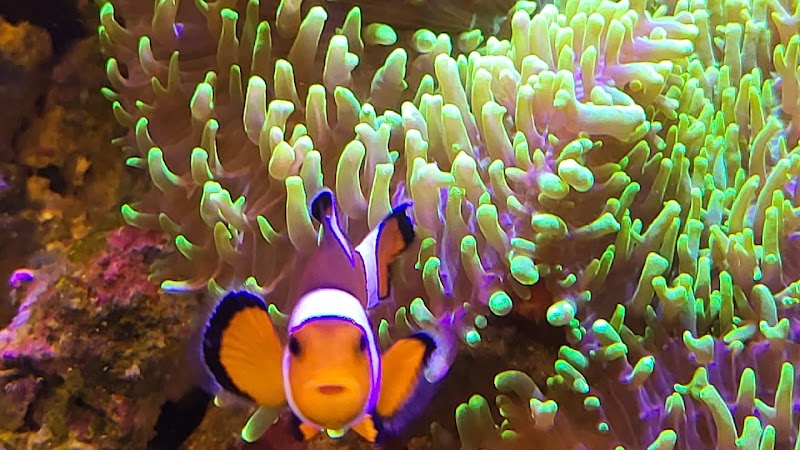 Aquarium Solutions 101 - Photo 1