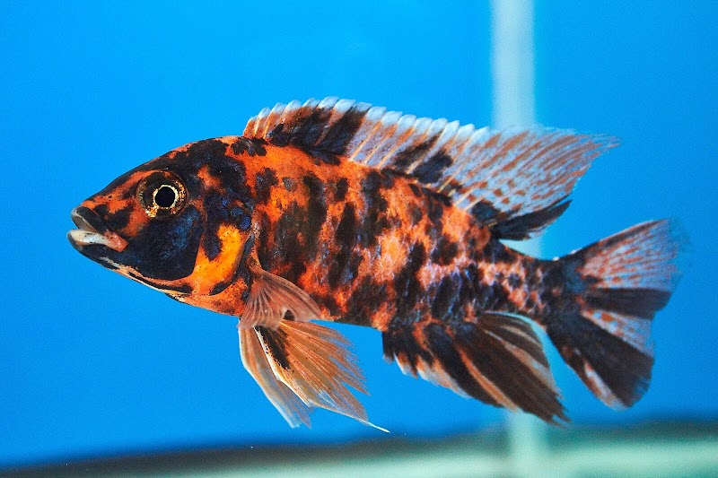 Aquarium Solutions 101 - Photo 2