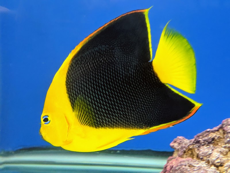 Aquarium Solutions 101 - Photo 3