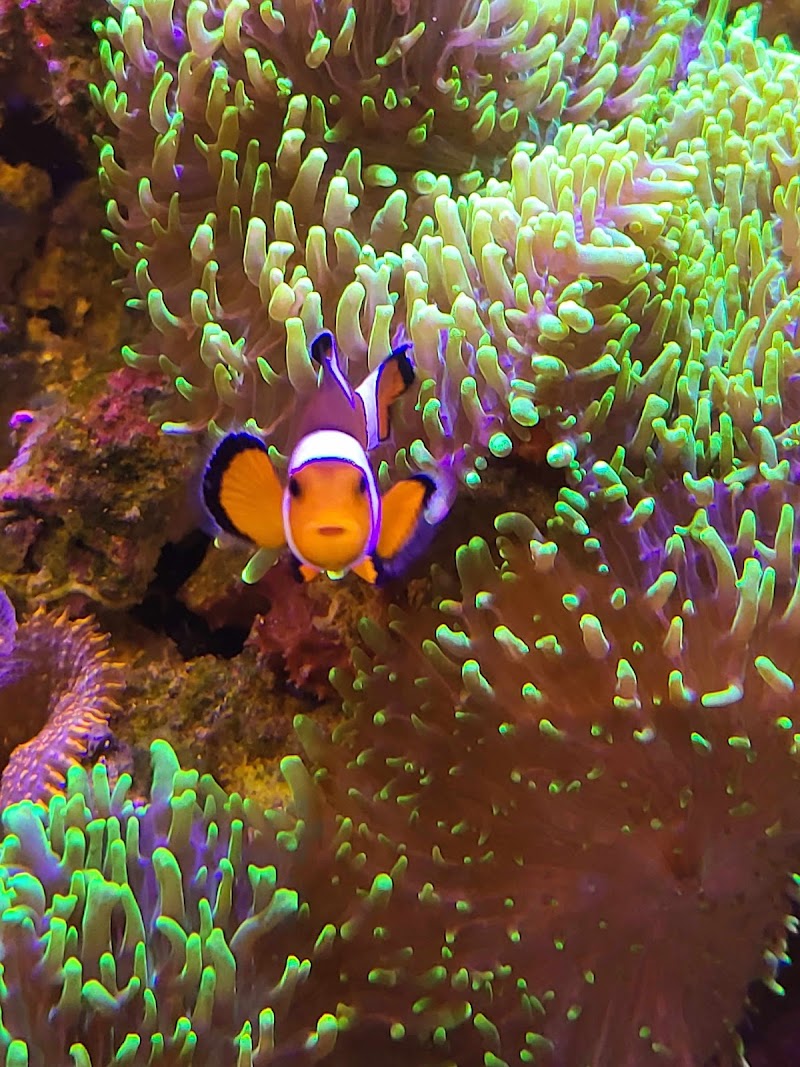 Aquarium Solutions 101 - Photo 4