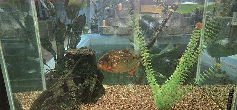 Empire Aquatics - Photo 5