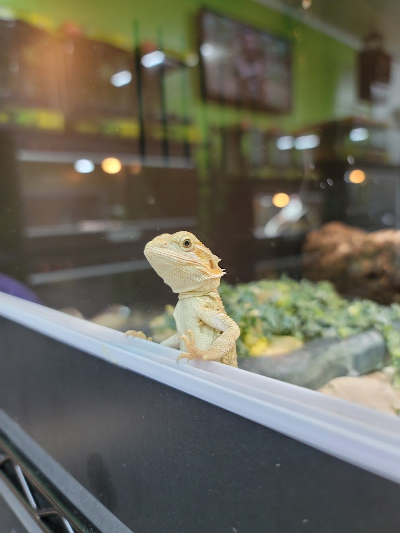 Upscale Exotics - Photo 2