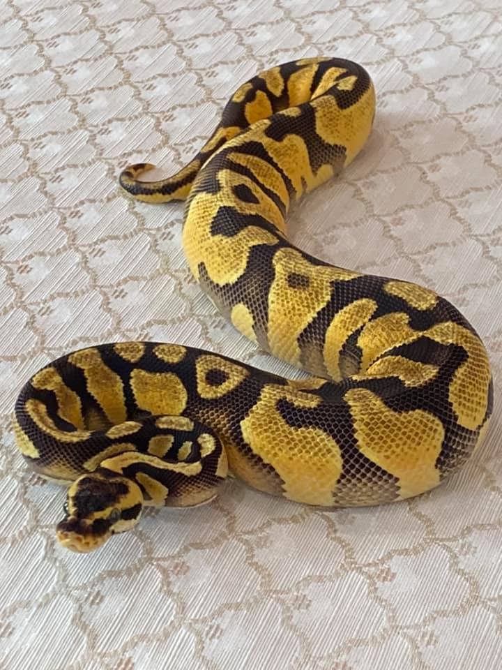 Upscale Exotics - Photo 3