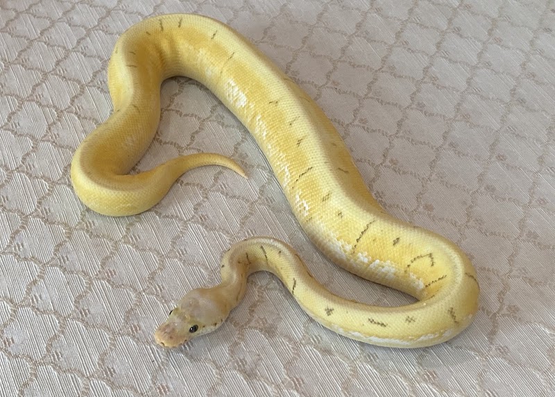 Upscale Exotics - Photo 4