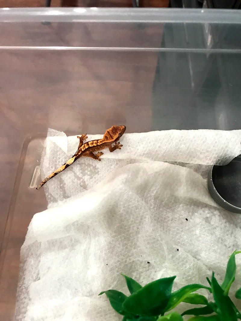 Upscale Exotics - Photo 5