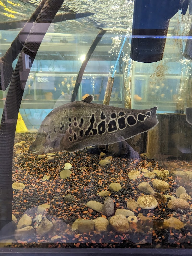 Boggs Aquatics - Photo 5