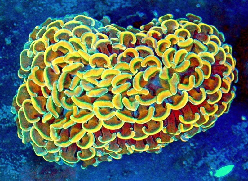 Great Lakes Fish and Coral - Photo 2