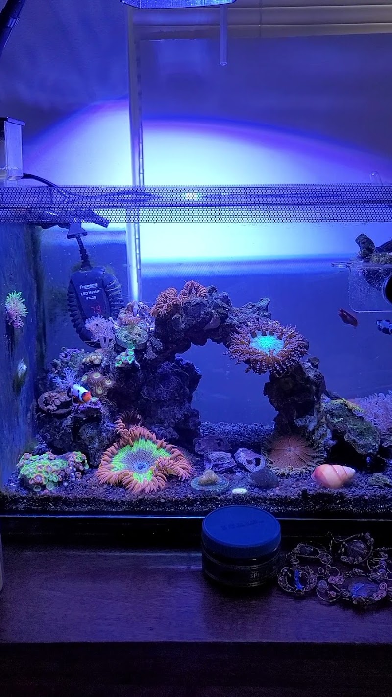 Great Lakes Fish and Coral - Photo 5