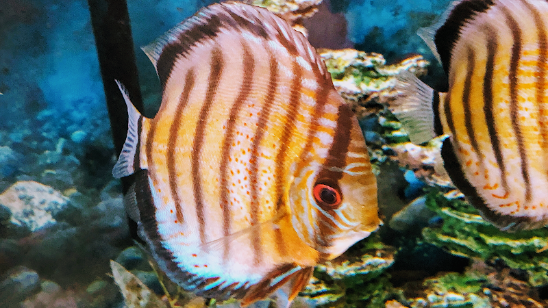 Fish City Pets - Photo 2