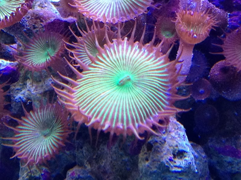 Ocean Rift Aquatics - Photo 2