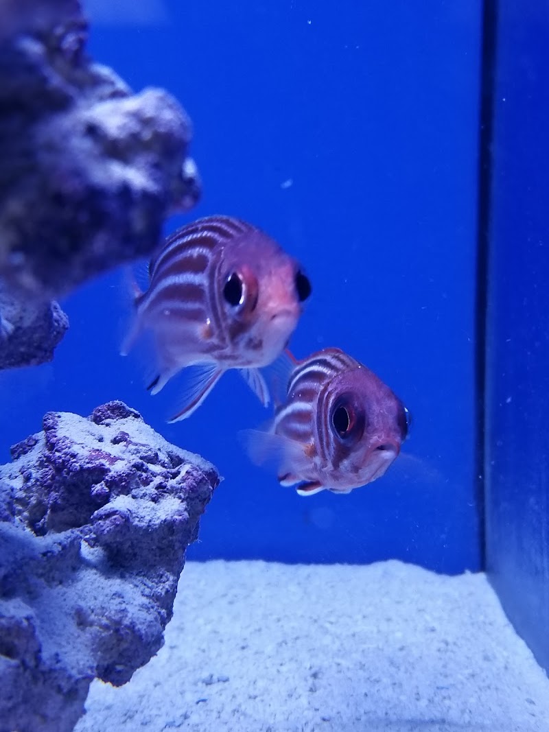 Ocean Rift Aquatics - Photo 4