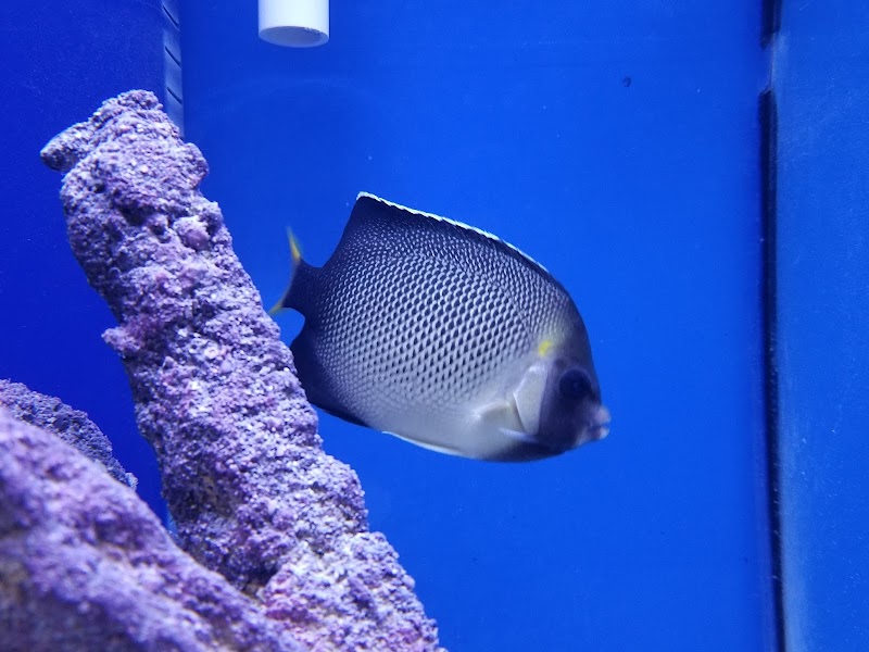 Ocean Rift Aquatics - Photo 5