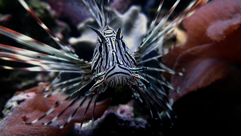 Aquatica Aquarium Gallery - Photo 2