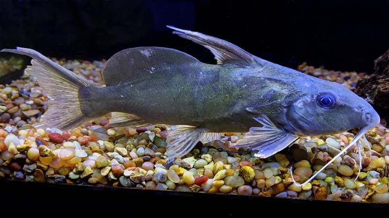 Rivers to Reefs Aquariums - Photo 5