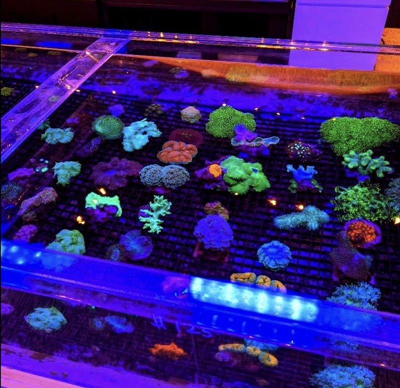 Matt's Corals & Service - Photo 2