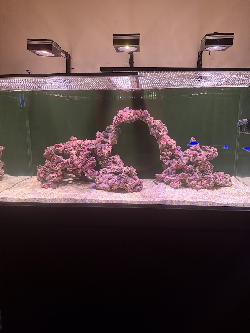 Matt's Corals & Service - Photo 5