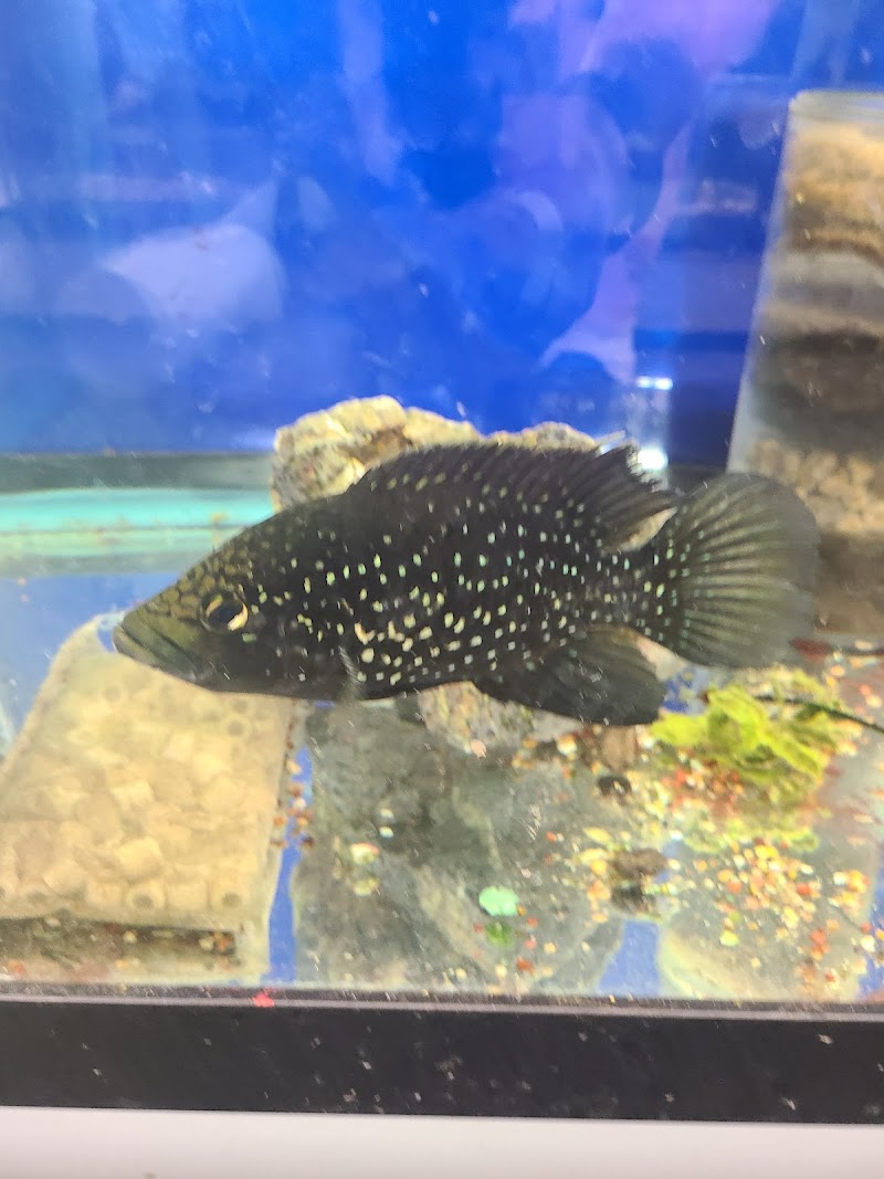 Something Fishy Inc - Photo 5