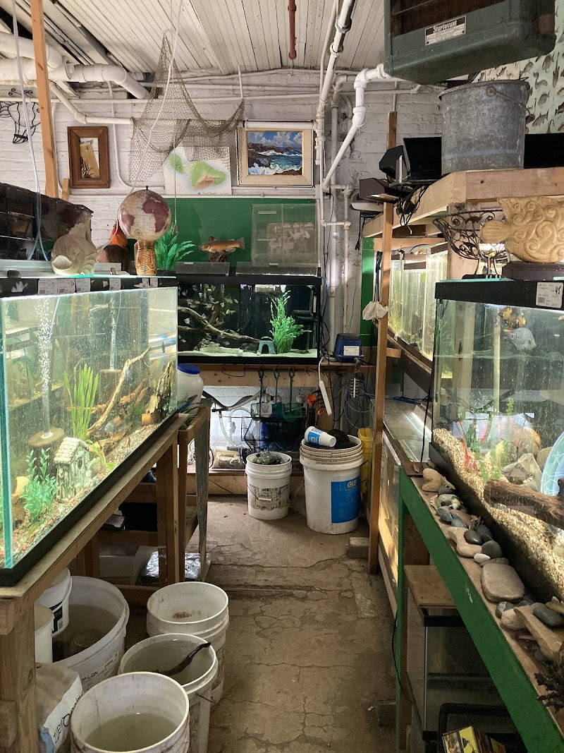 Aquascapes Tropical Fish - Photo 3