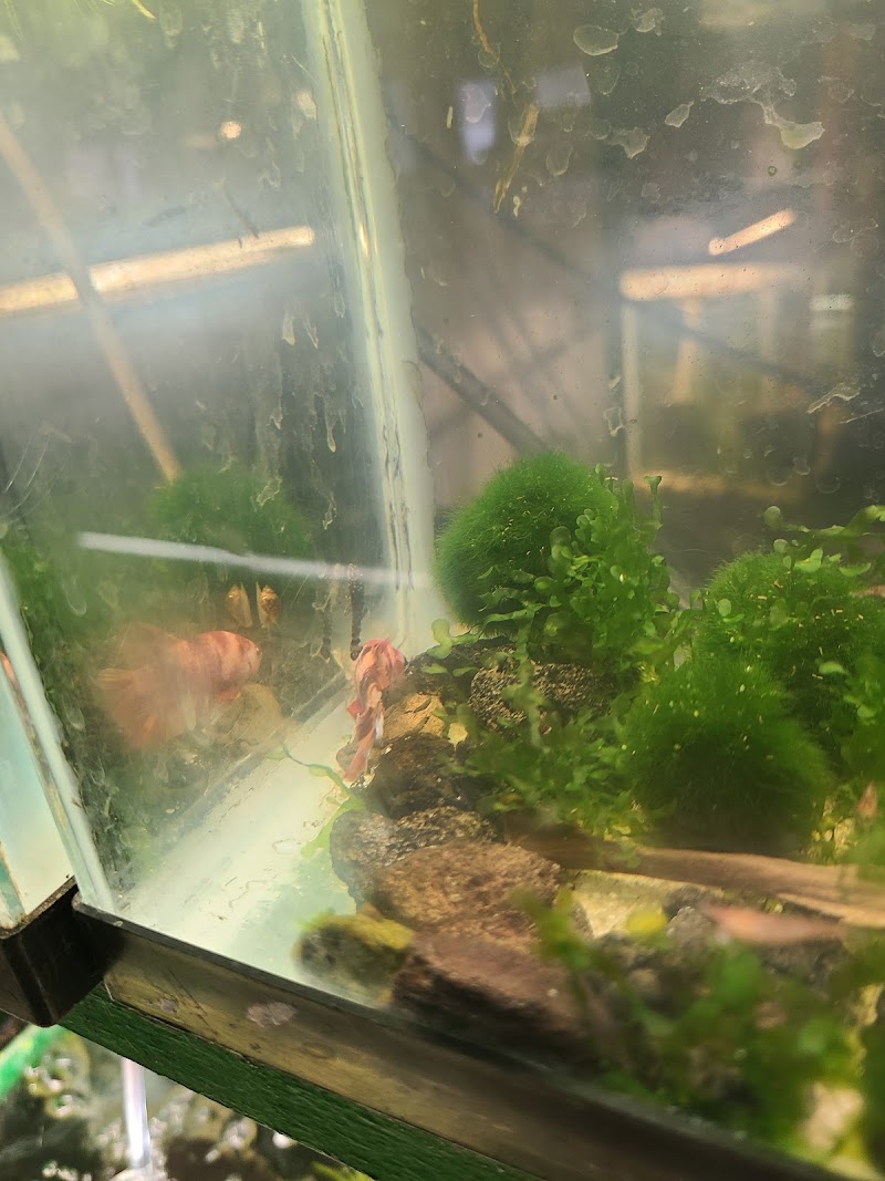 Aquascapes Tropical Fish - Photo 5