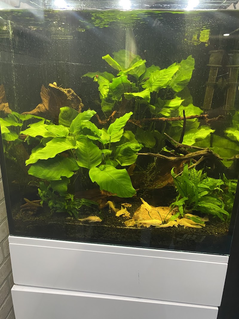 Ladyfish Aquatics - Photo 3