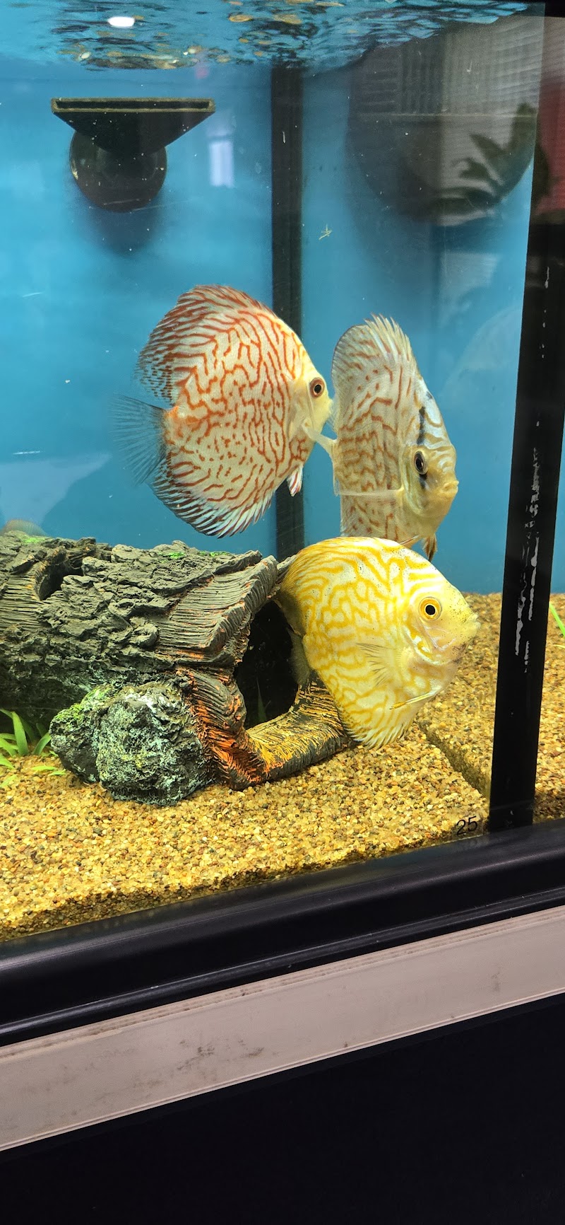 Ladyfish Aquatics - Photo 4