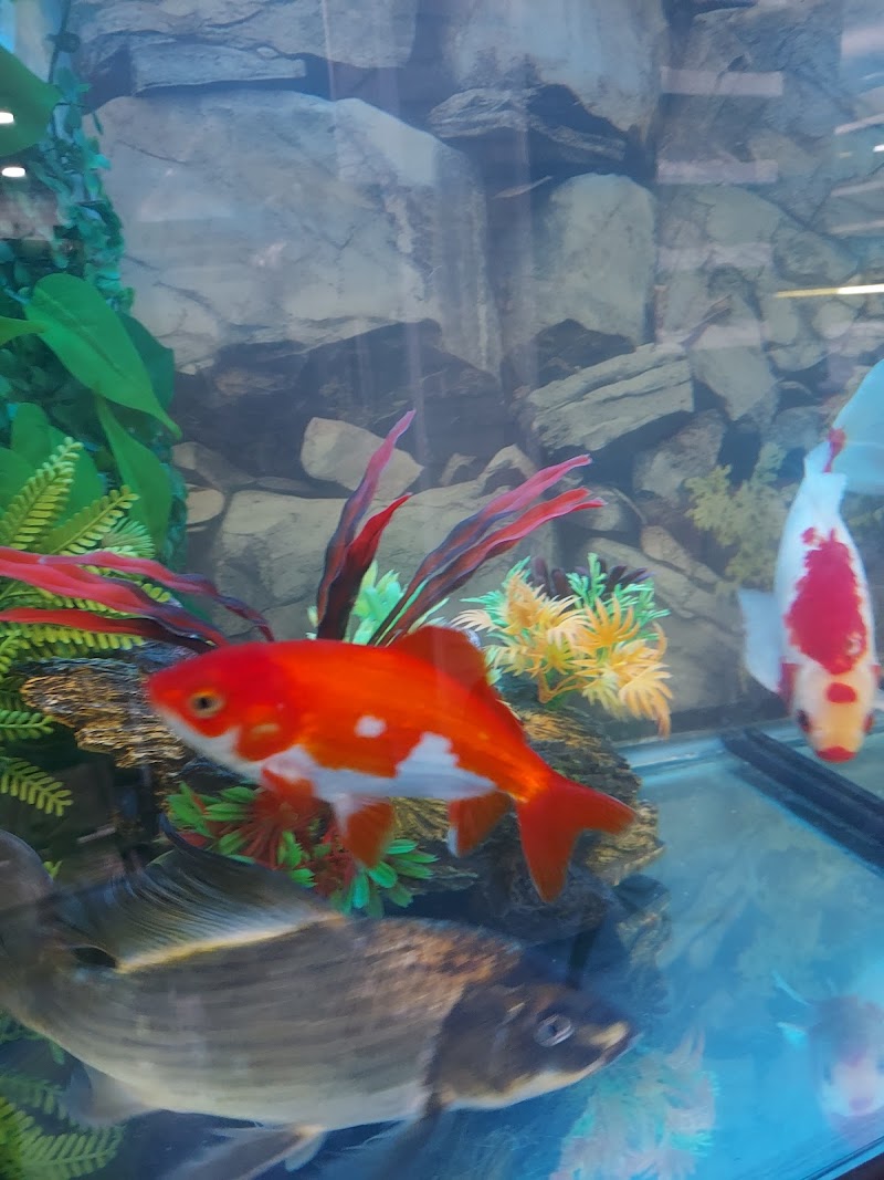 Ladyfish Aquatics - Photo 5