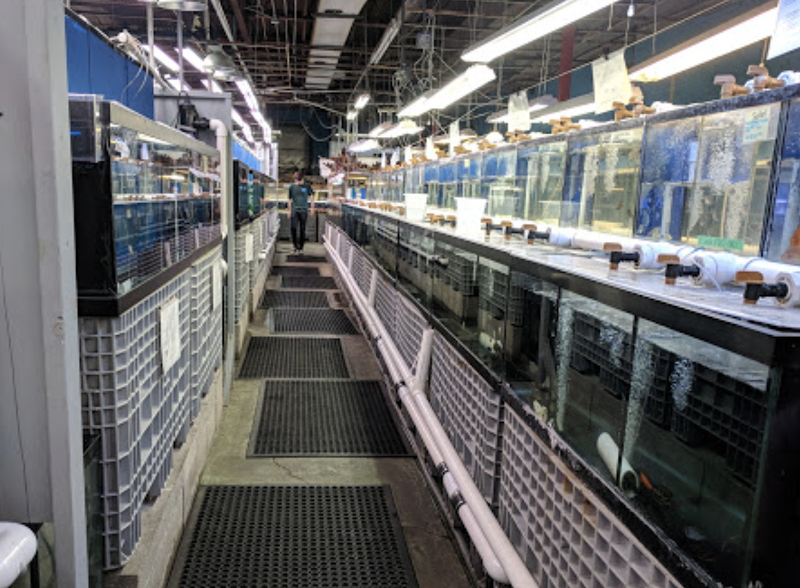 Gerber's Tropical Fish - Photo 2