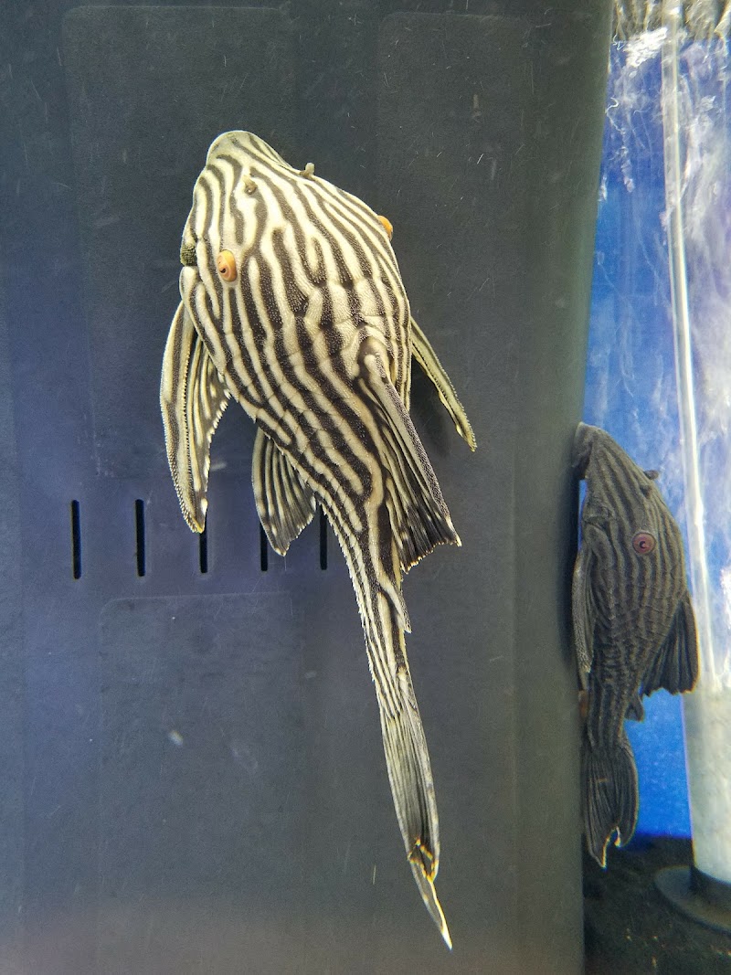 Gerber's Tropical Fish - Photo 3