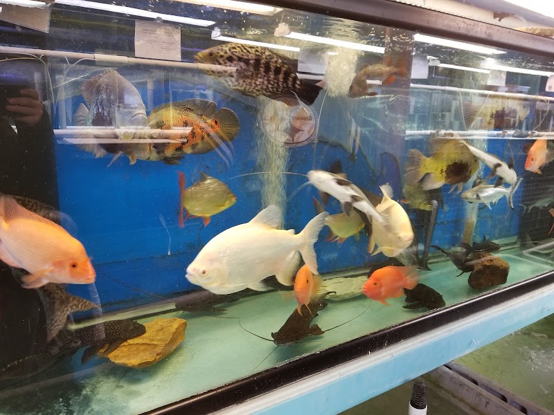 Gerber's Tropical Fish - Photo 4