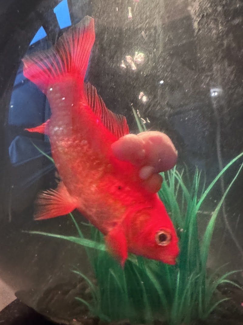 Josh The Fish Guy - Photo 3