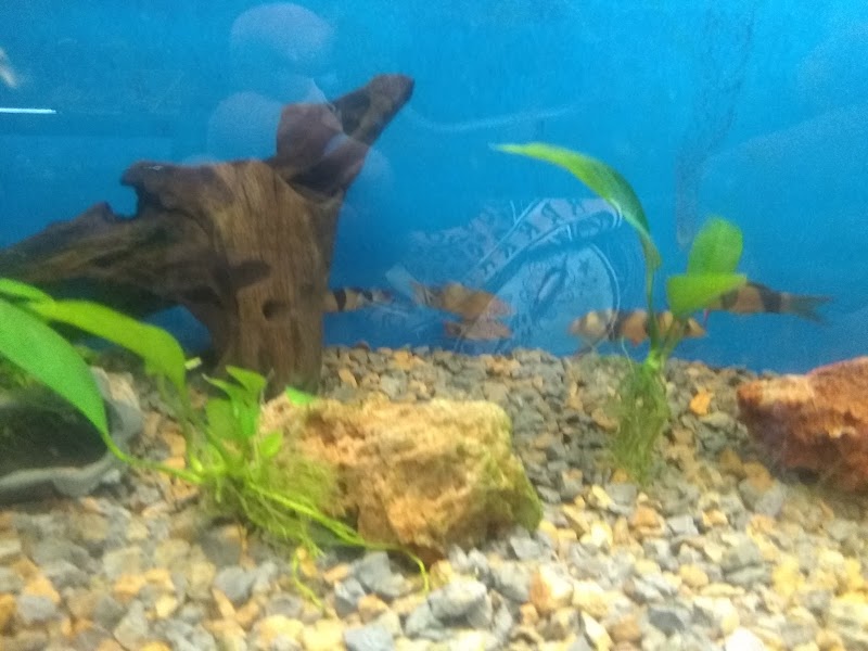 K C's Aquaworld - Photo 3