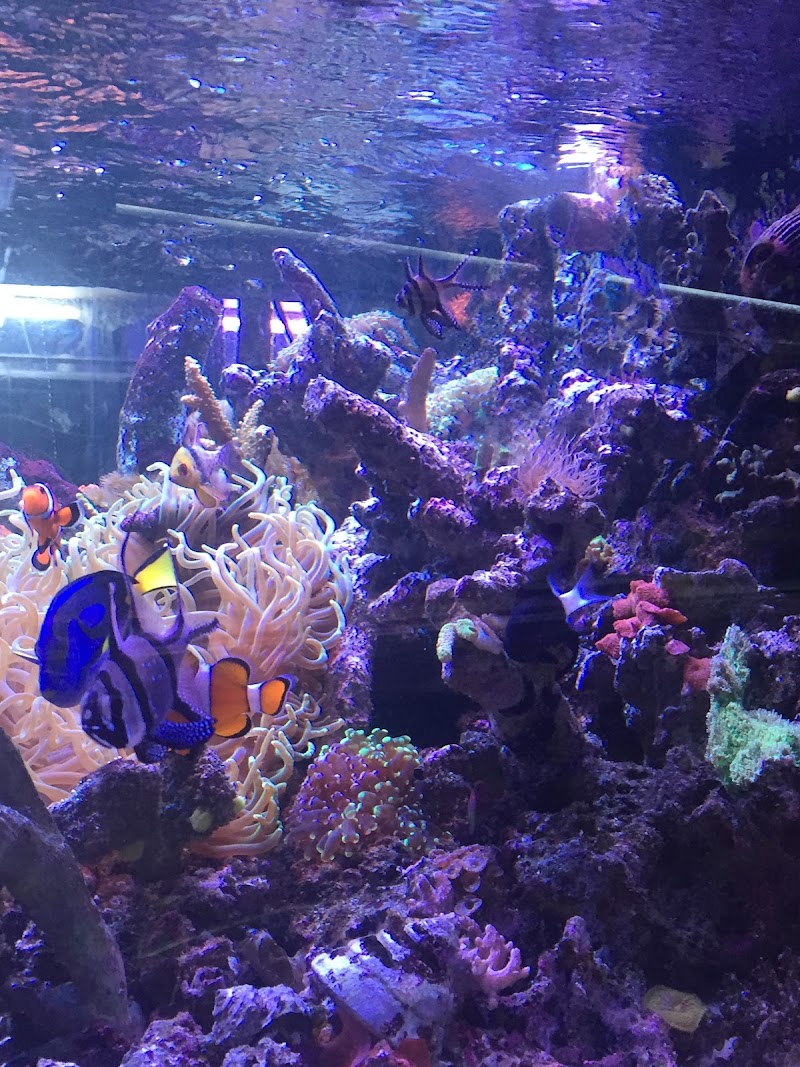 Jurassic Aquatics & Pets - Photo 5