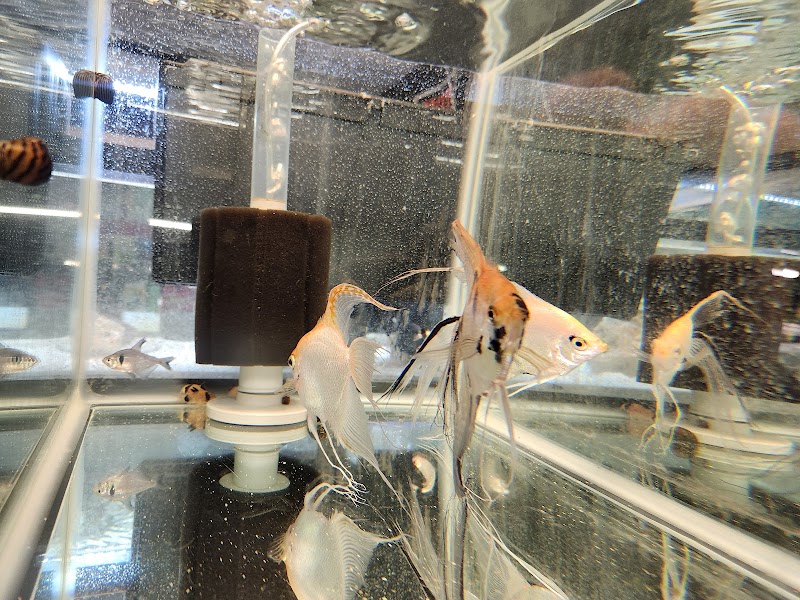 Gordon’s Aquatics LLC - Photo 4