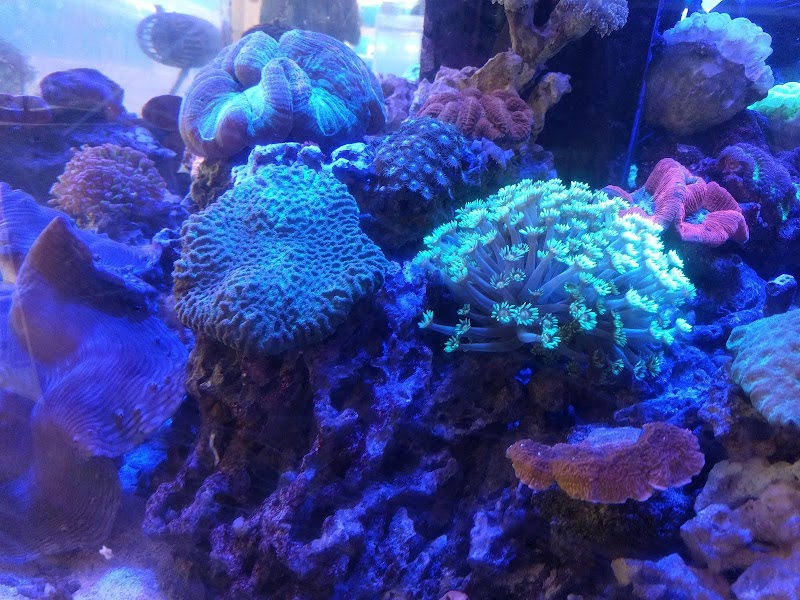 Coral Reef - Photo 2