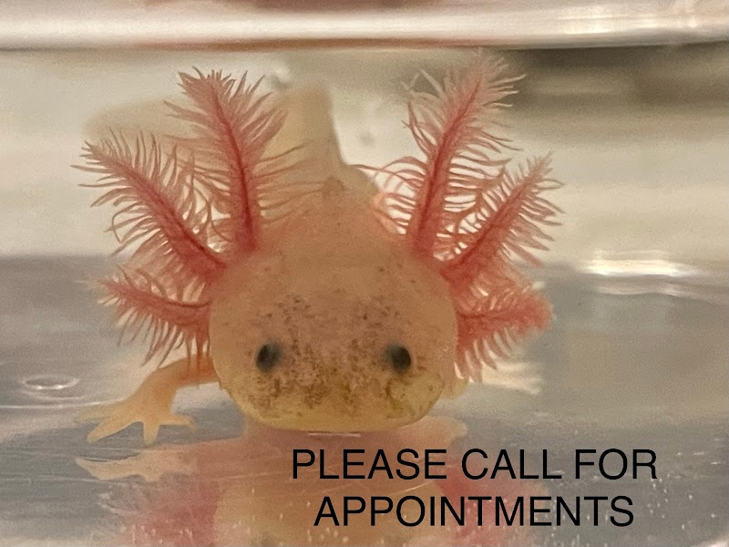 Happy axolotls - Photo 1