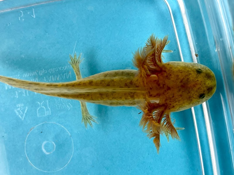 Happy axolotls - Photo 2