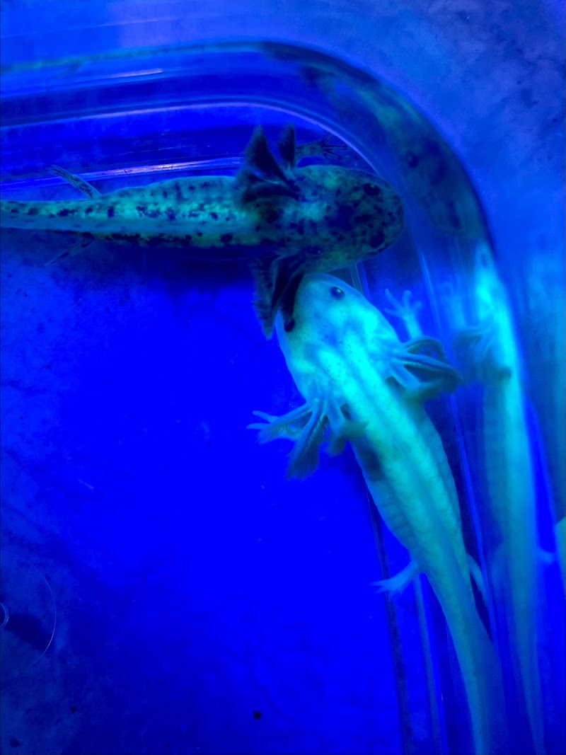 Happy axolotls - Photo 3