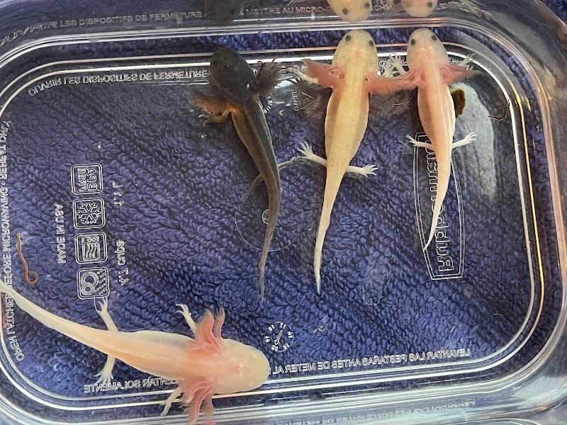 Happy axolotls - Photo 4