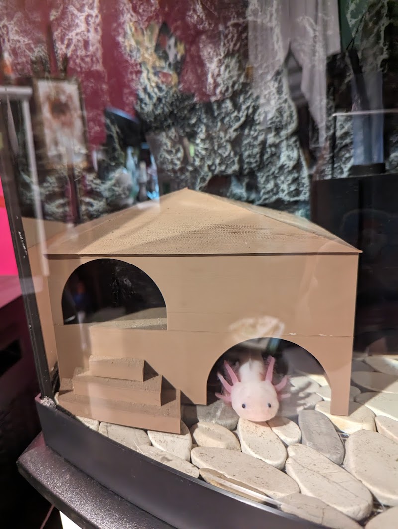 Happy axolotls - Photo 5