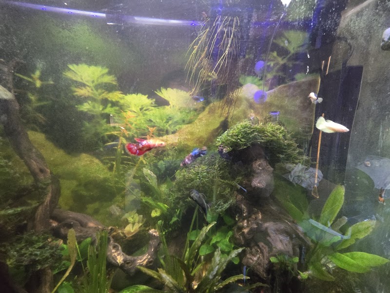 Aquarium- Tropical Fish & Supply, Inc - Photo 4