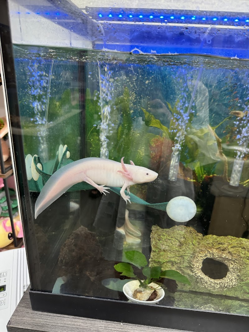 Axolotls Tulsa - Photo 3