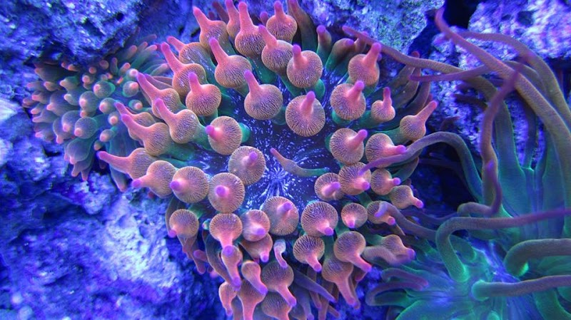 Prestige Worldwide Corals - Photo 2
