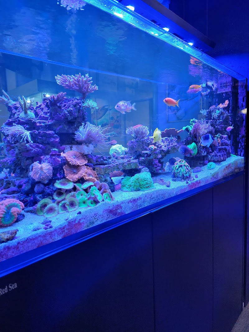 Prestige Worldwide Corals - Photo 4