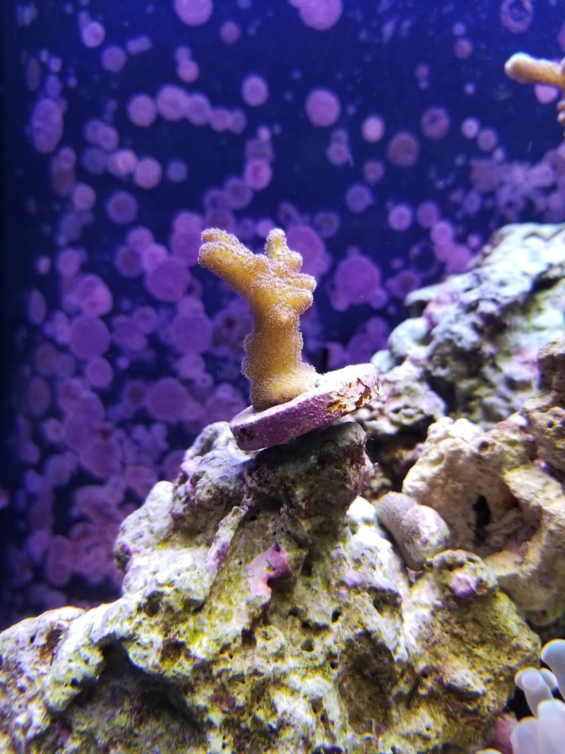 Prestige Worldwide Corals - Photo 5