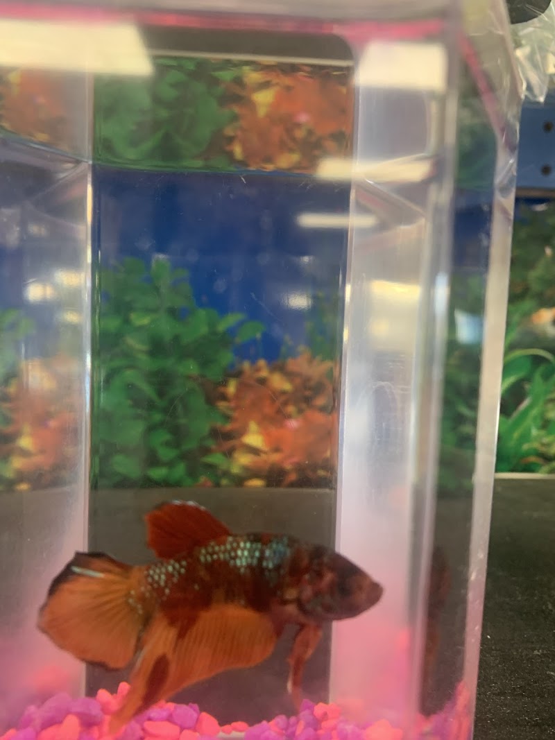 The Aquarium Pet Store - Photo 1