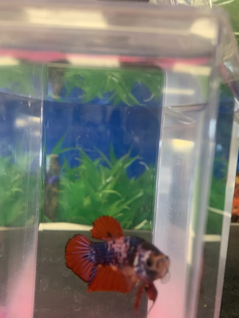 The Aquarium Pet Store - Photo 3