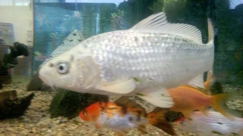 The Aquarium Pet Store - Photo 5